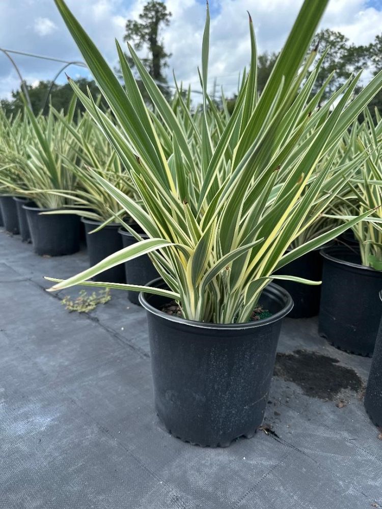 dianella-tasmanica-flax-lily-tasmanian-flax-lily