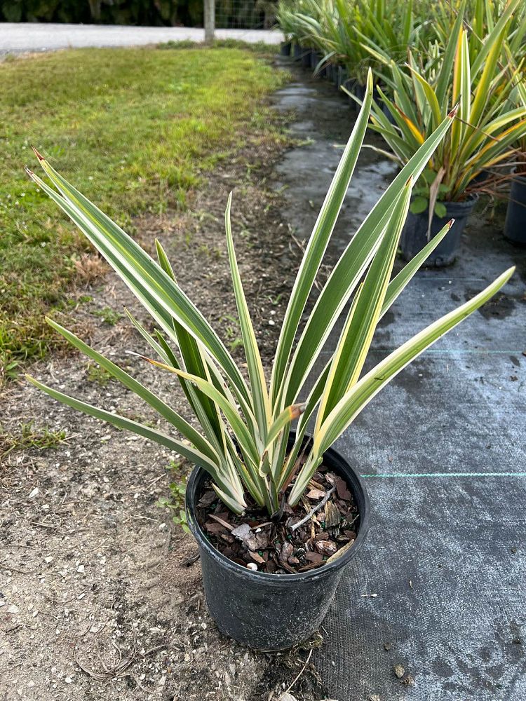 dianella-tasmanica-flax-lily-tasmanian-flax-lily