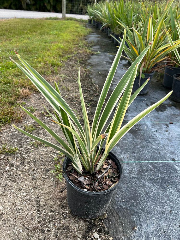 dianella-tasmanica-flax-lily-tasmanian-flax-lily