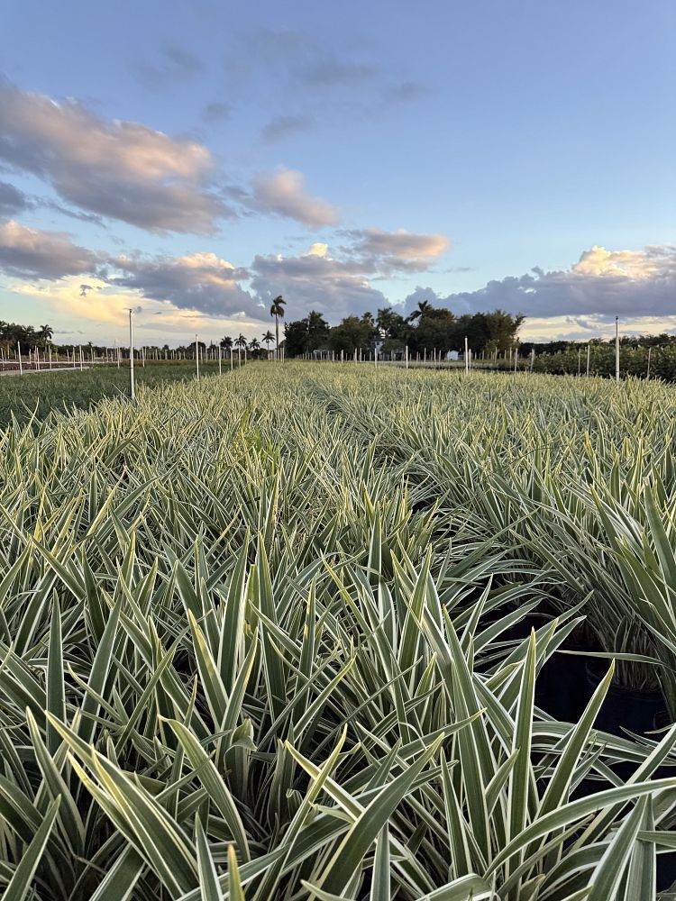 dianella-tasmanica-flax-lily-tasmanian-flax-lily