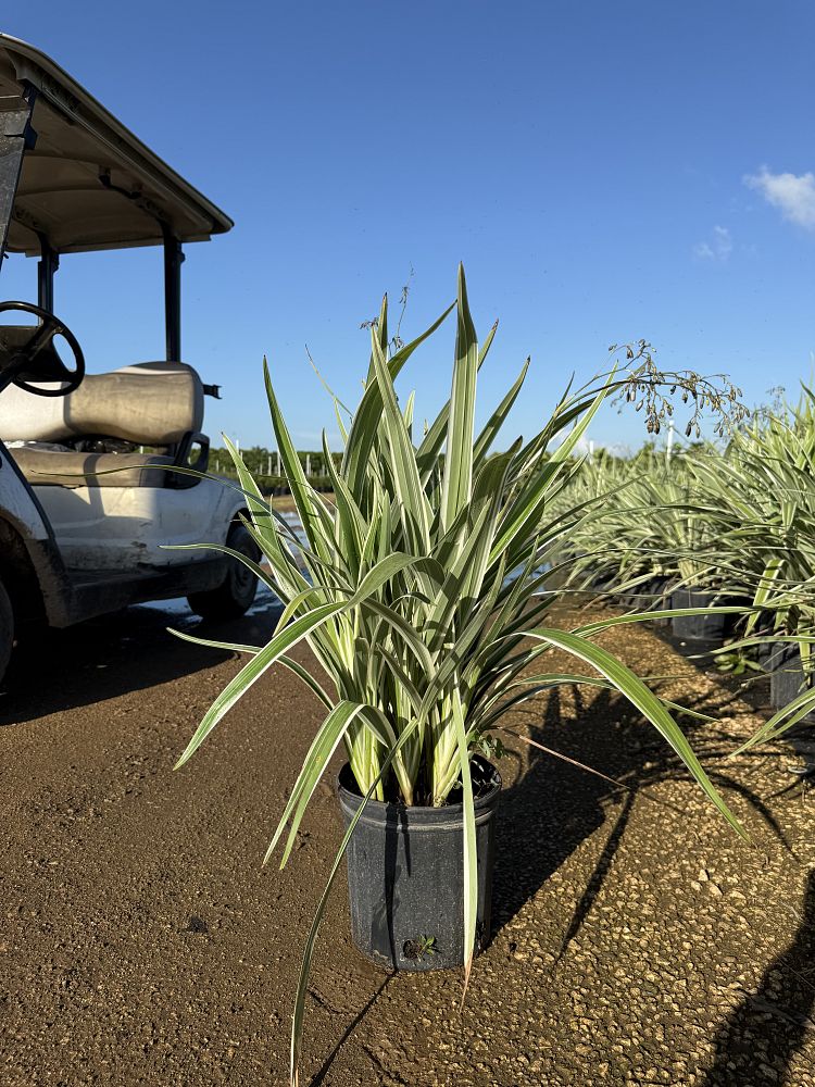 dianella-tasmanica-flax-lily-tasmanian-flax-lily