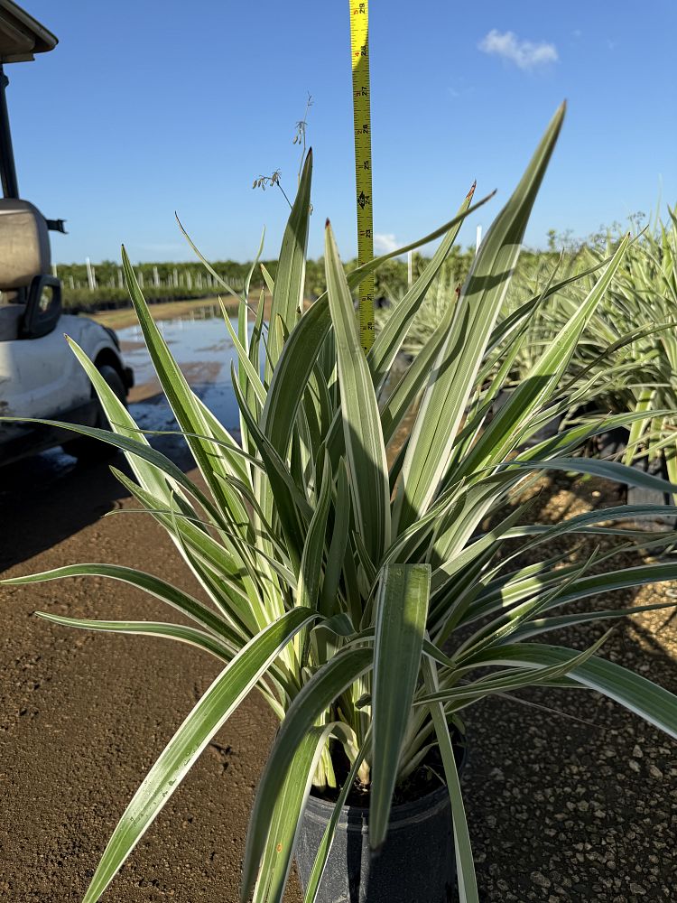 dianella-tasmanica-flax-lily-tasmanian-flax-lily