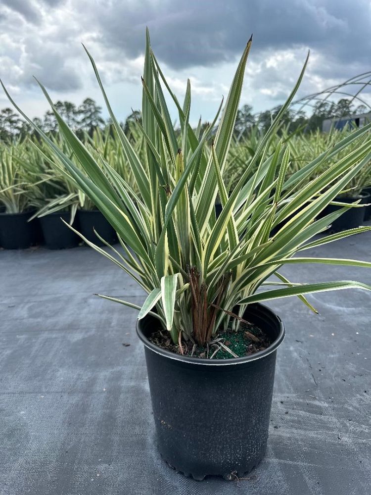 dianella-tasmanica-flax-lily-tasmanian-flax-lily