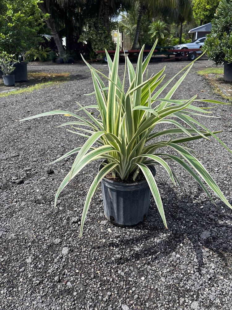 dianella-tasmanica-flax-lily-tasmanian-flax-lily