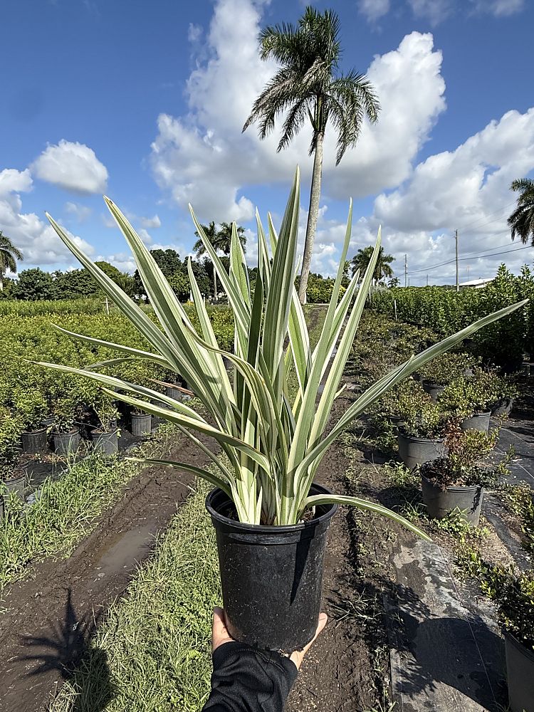 dianella-tasmanica-flax-lily-tasmanian-flax-lily