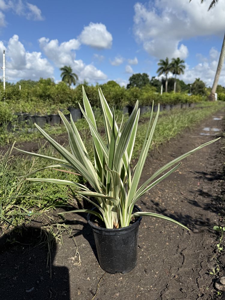 dianella-tasmanica-flax-lily-tasmanian-flax-lily
