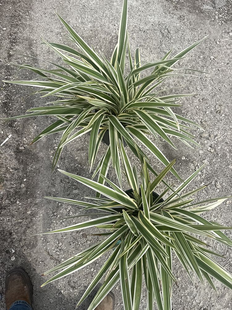 dianella-tasmanica-flax-lily-tasmanian-flax-lily