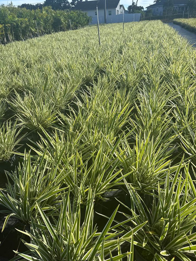 dianella-tasmanica-flax-lily-tasmanian-flax-lily