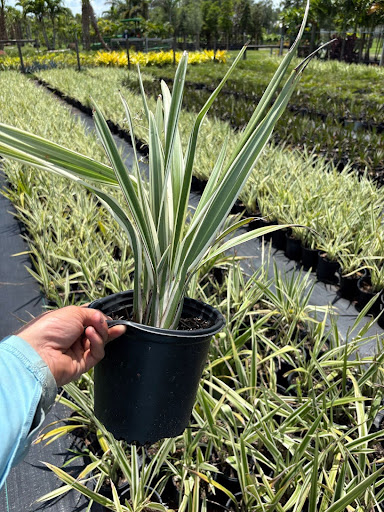 dianella-tasmanica-flax-lily-tasmanian-flax-lily