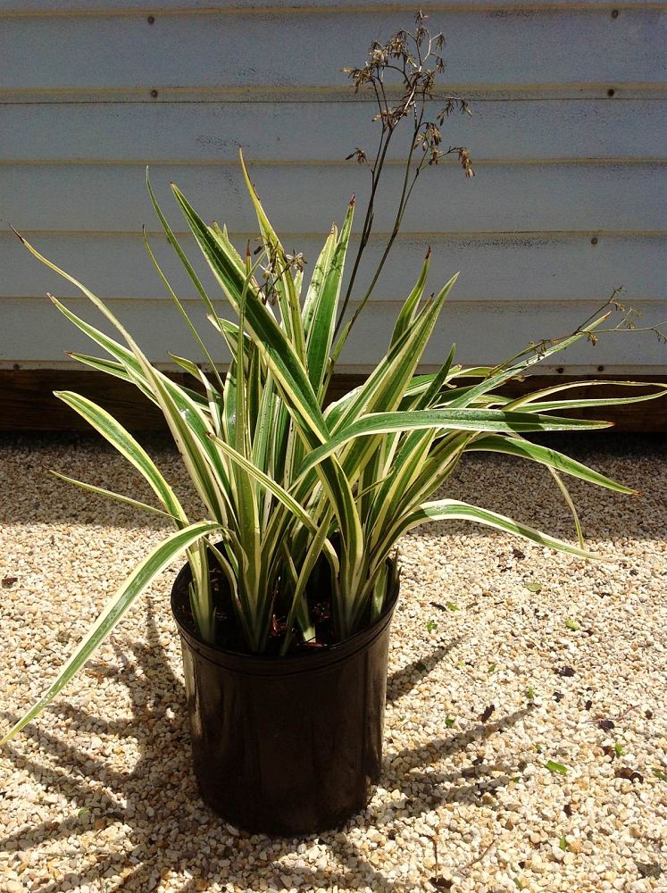 dianella-tasmanica-variegata-flax-lily-tasmanian-flax-lily