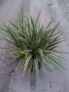 dianella-tasmanica-variegata-flax-lily-tasmanian-flax-lily