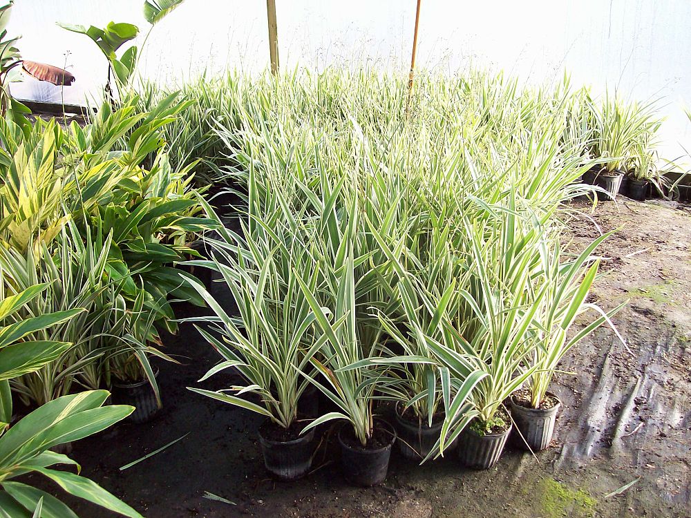 dianella-tasmanica-variegata-flax-lily-tasmanian-flax-lily