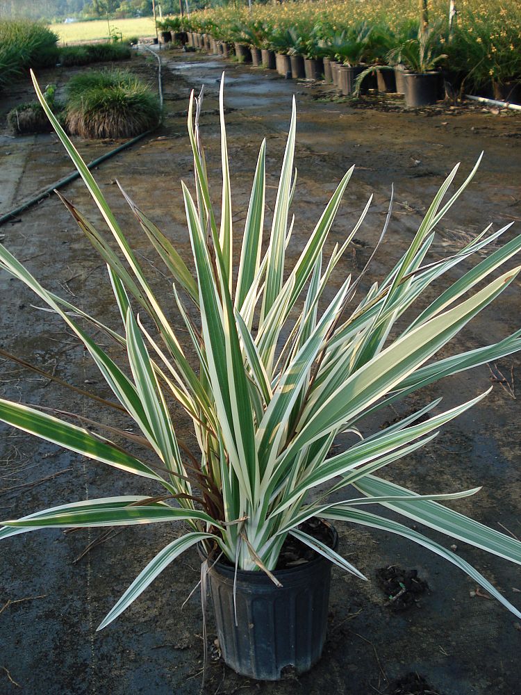 dianella-tasmanica-variegata-flax-lily-tasmanian-flax-lily