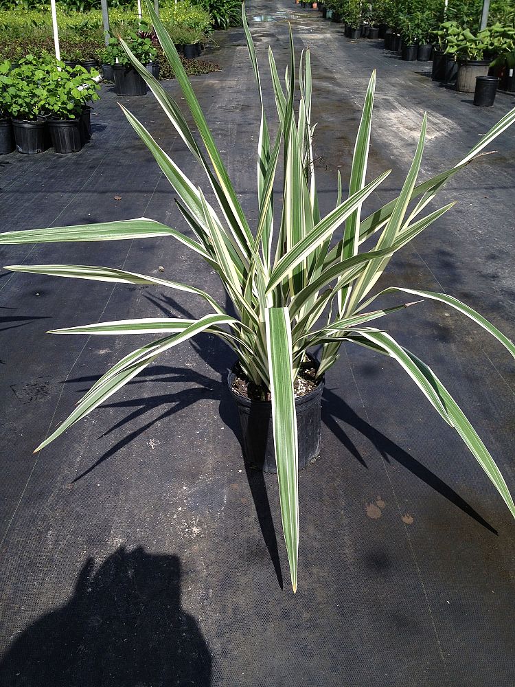 dianella-tasmanica-variegata-flax-lily-tasmanian-flax-lily