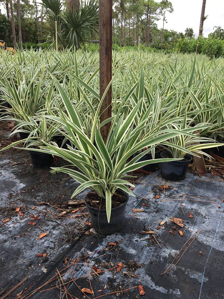 dianella-tasmanica-variegata-flax-lily-tasmanian-flax-lily