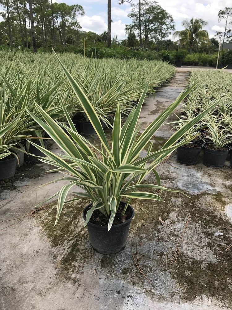 dianella-tasmanica-variegata-flax-lily-tasmanian-flax-lily