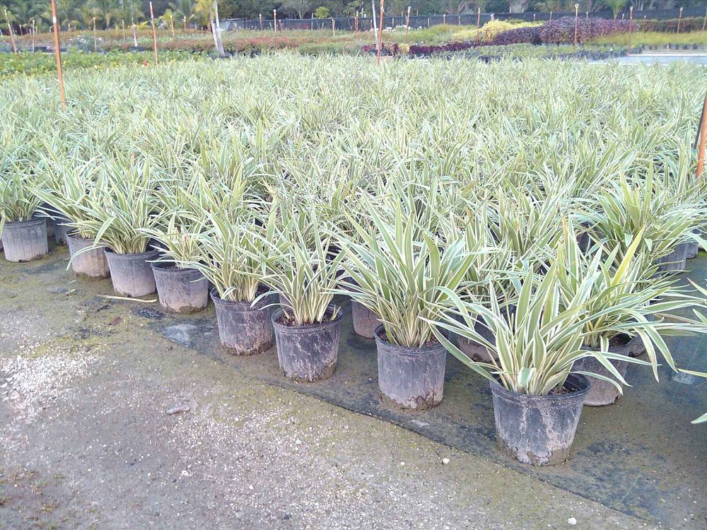 dianella-tasmanica-variegata-flax-lily-tasmanian-flax-lily