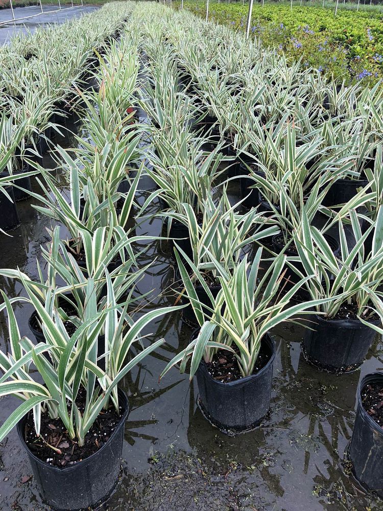 dianella-tasmanica-variegata-flax-lily-tasmanian-flax-lily