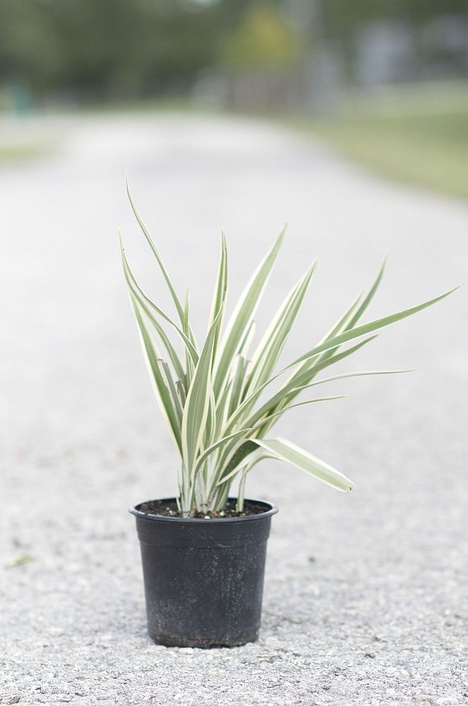 dianella-tasmanica-variegata-flax-lily-tasmanian-flax-lily
