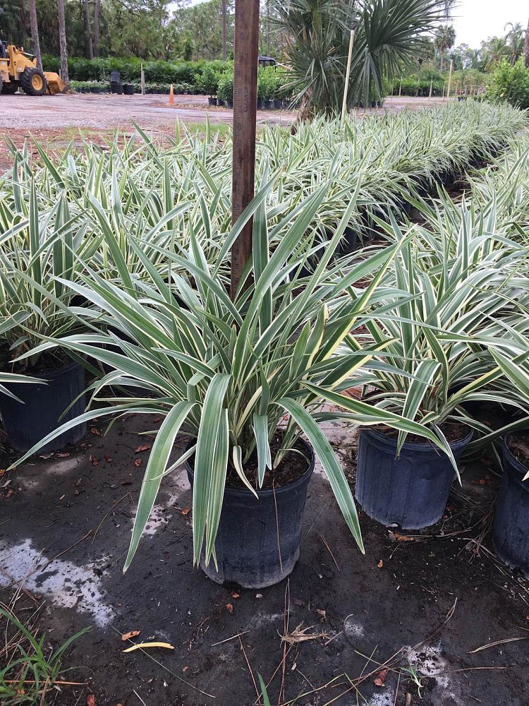 dianella-tasmanica-variegata-flax-lily-tasmanian-flax-lily