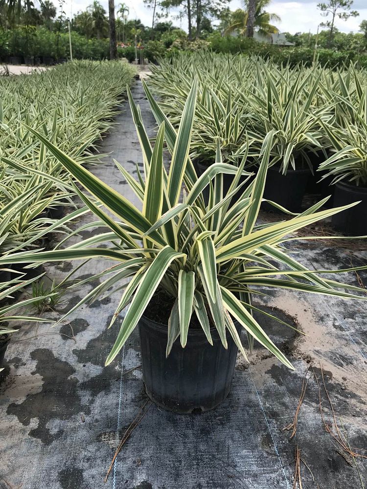 dianella-tasmanica-variegata-flax-lily-tasmanian-flax-lily