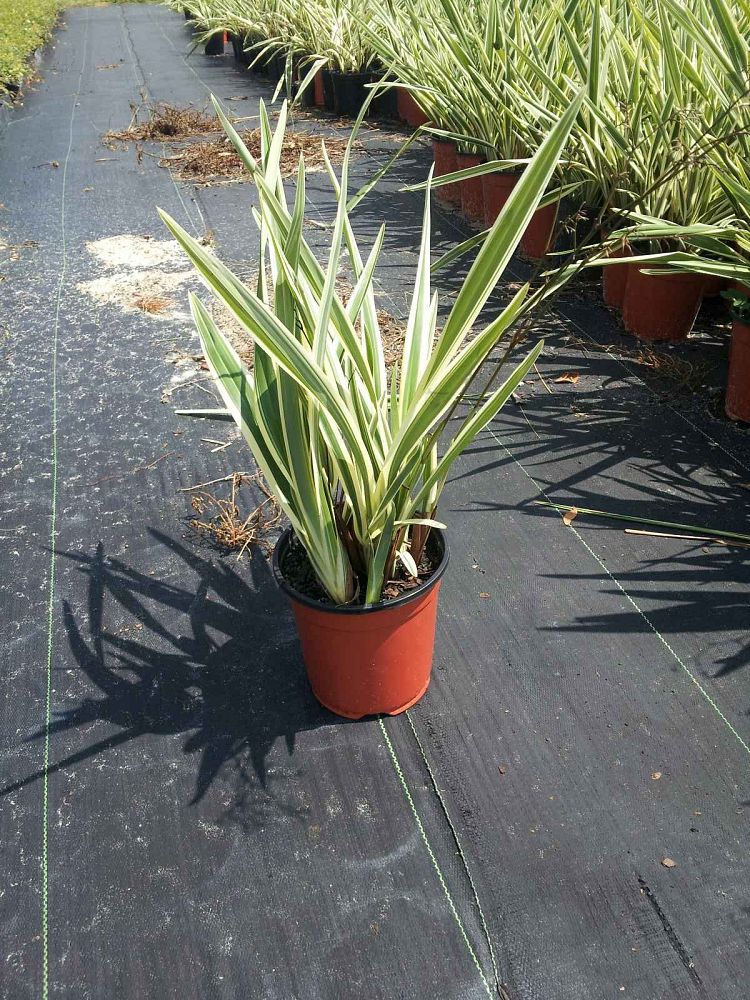dianella-tasmanica-variegata-flax-lily-tasmanian-flax-lily