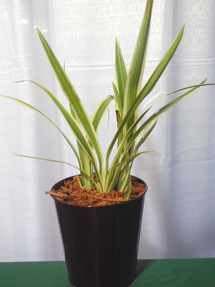 dianella-tasmanica-variegata-flax-lily-tasmanian-flax-lily