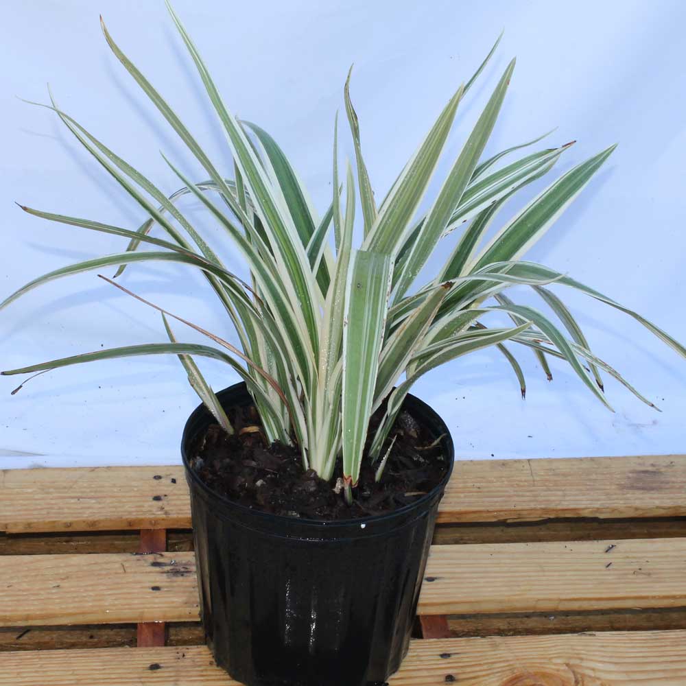 dianella-tasmanica-variegata-flax-lily-tasmanian-flax-lily