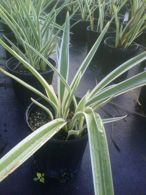 dianella-tasmanica-variegata-flax-lily-tasmanian-flax-lily
