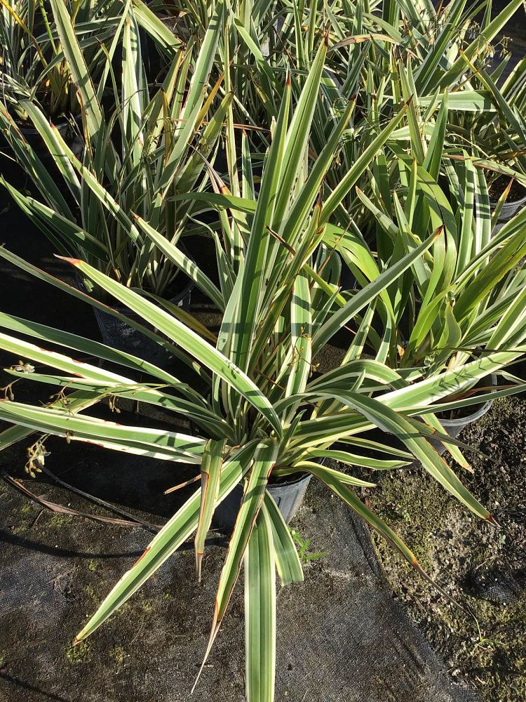 dianella-tasmanica-variegata-flax-lily-tasmanian-flax-lily