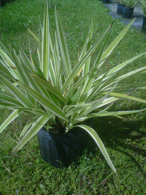 dianella-tasmanica-variegata-flax-lily-tasmanian-flax-lily