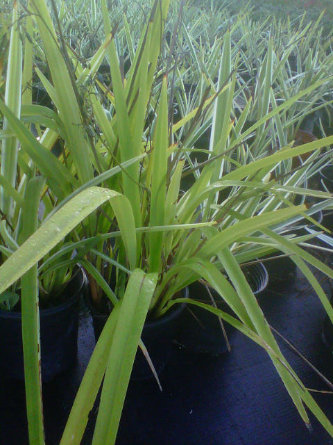dianella-tasmanica-variegata-flax-lily-tasmanian-flax-lily