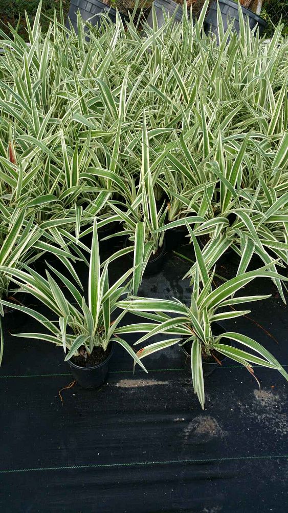 dianella-tasmanica-variegata-flax-lily-tasmanian-flax-lily