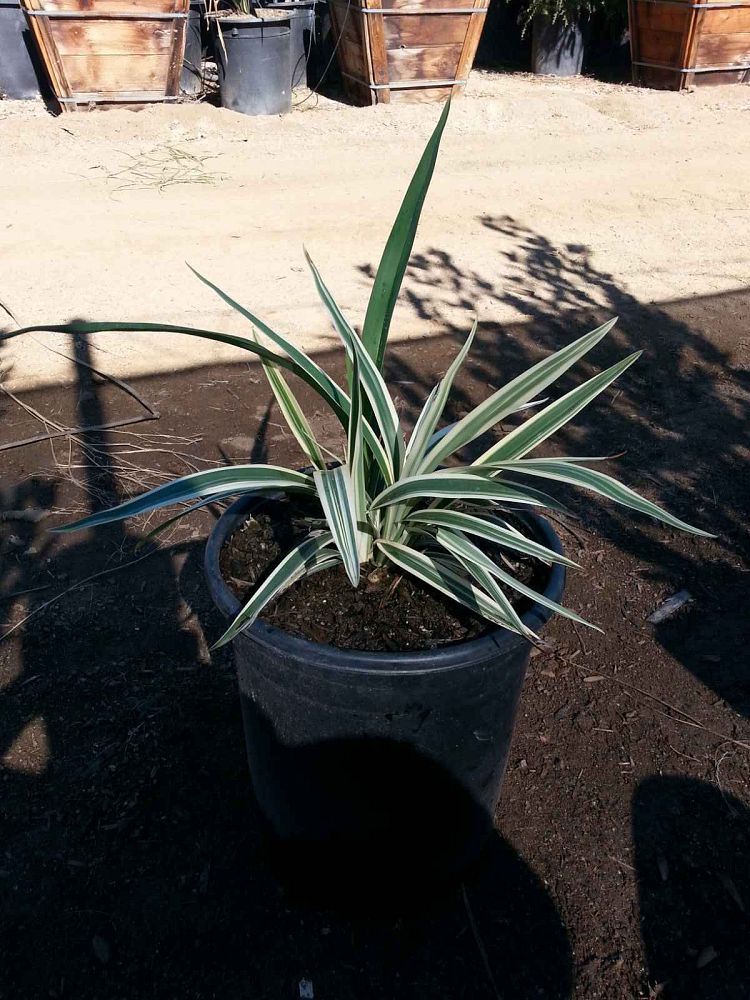 dianella-tasmanica-variegata-flax-lily-tasmanian-flax-lily