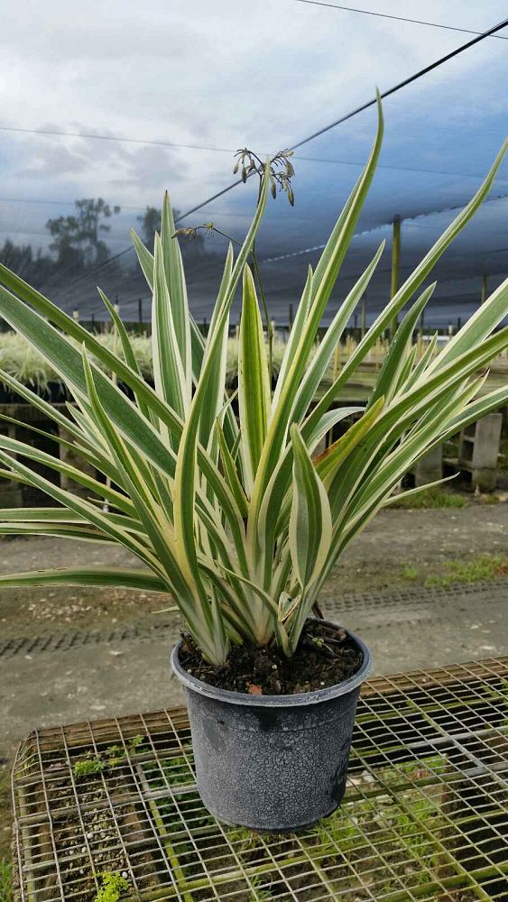 dianella-tasmanica-variegata-flax-lily-tasmanian-flax-lily