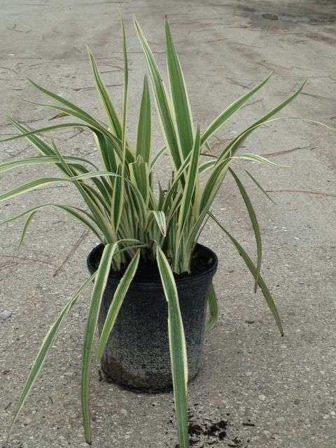 dianella-tasmanica-variegata-flax-lily-tasmanian-flax-lily