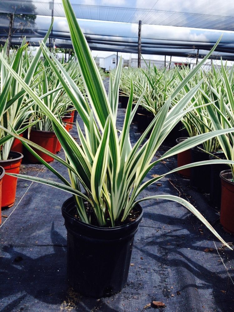 dianella-tasmanica-variegata-flax-lily-tasmanian-flax-lily