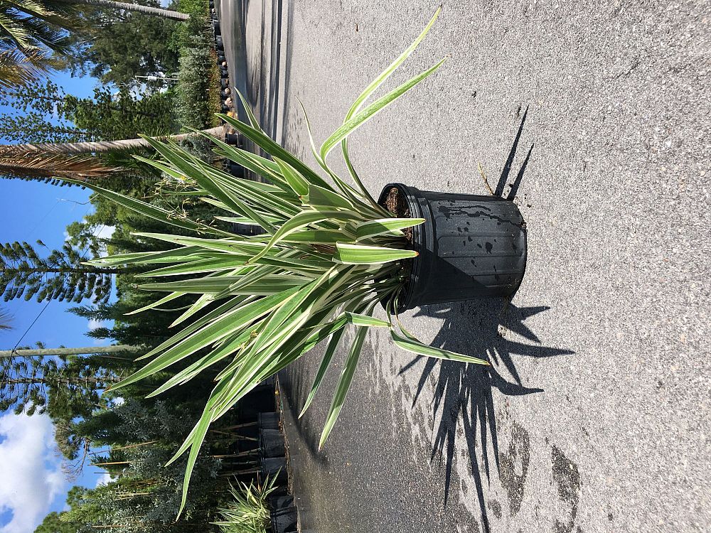 dianella-tasmanica-variegata-flax-lily-tasmanian-flax-lily