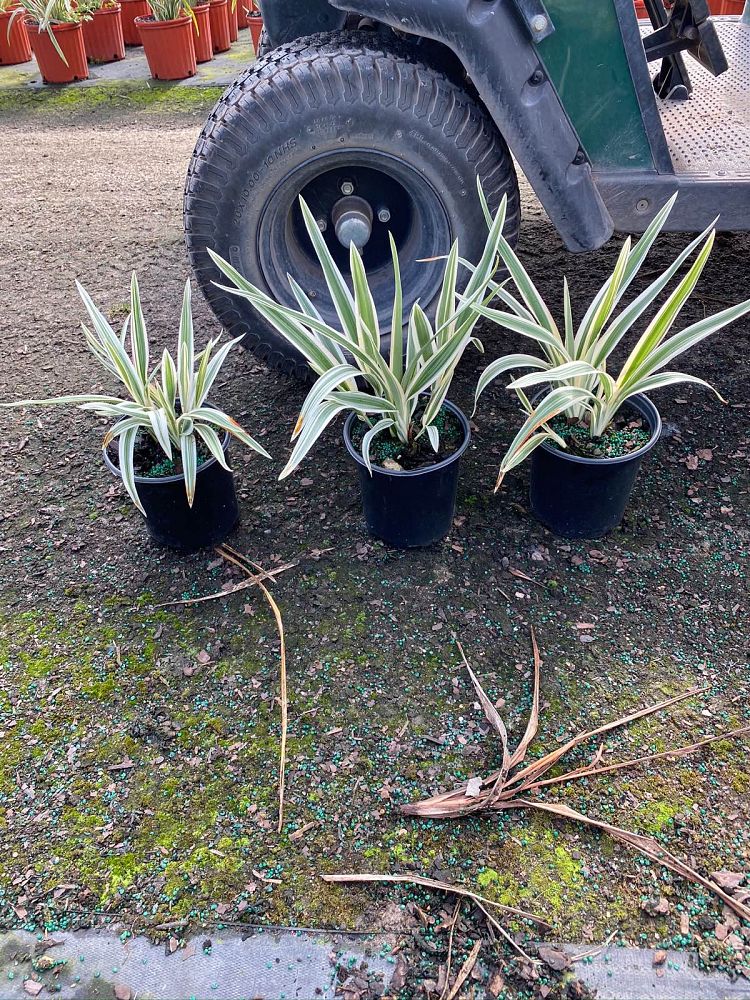 dianella-tasmanica-variegata-flax-lily-tasmanian-flax-lily