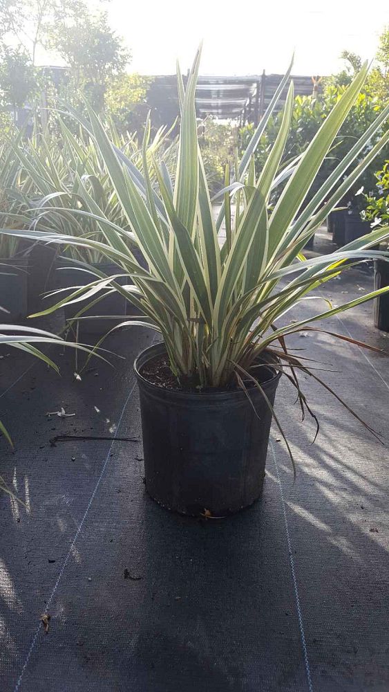 dianella-tasmanica-variegata-flax-lily-tasmanian-flax-lily