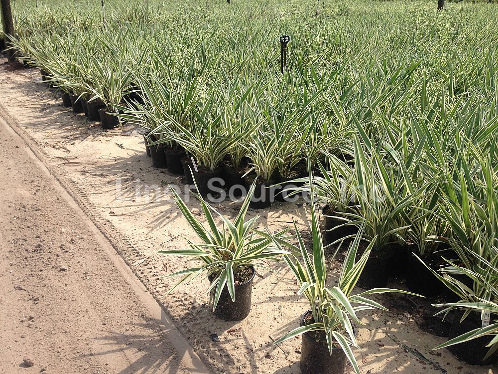 dianella-tasmanica-variegata-flax-lily-tasmanian-flax-lily