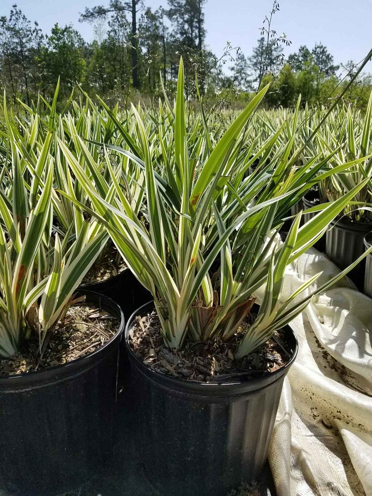 dianella-tasmanica-variegata-flax-lily-tasmanian-flax-lily