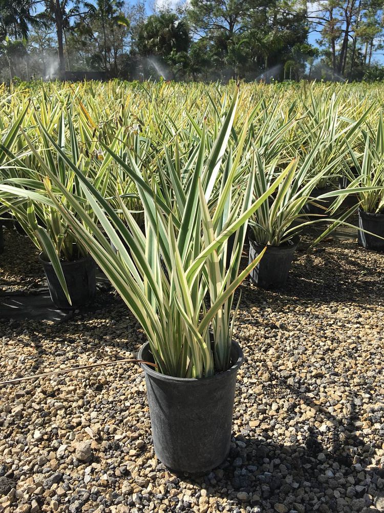 dianella-tasmanica-variegata-flax-lily-tasmanian-flax-lily