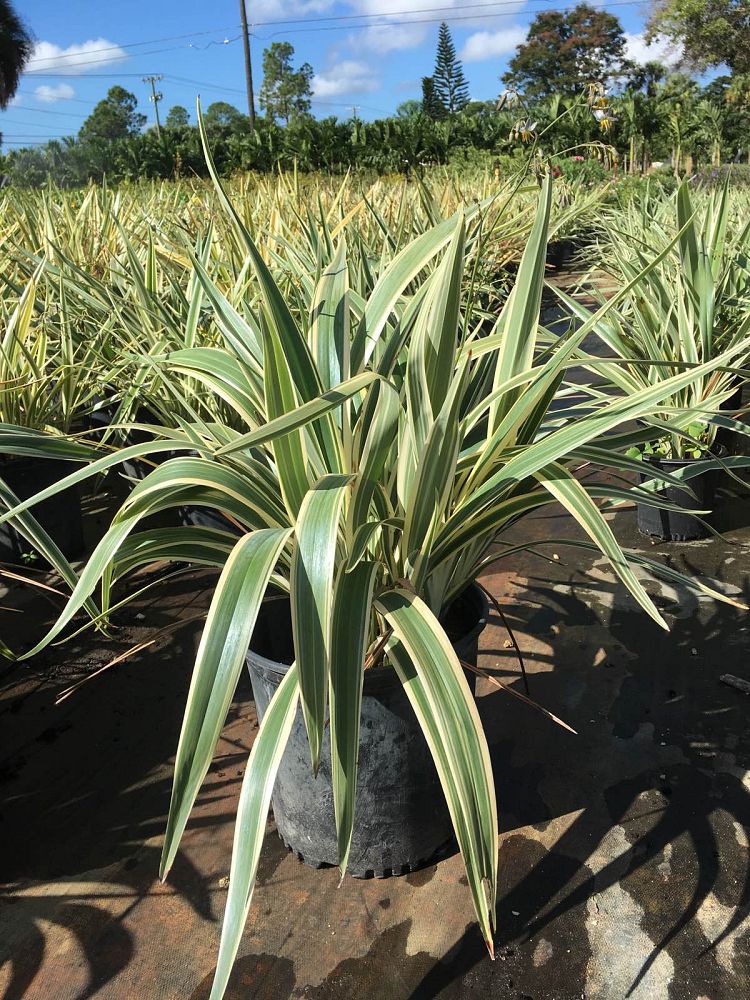 dianella-tasmanica-variegata-flax-lily-tasmanian-flax-lily
