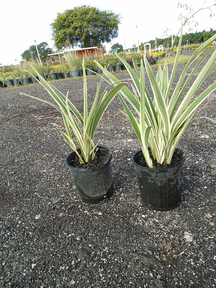 dianella-tasmanica-variegata-flax-lily-tasmanian-flax-lily