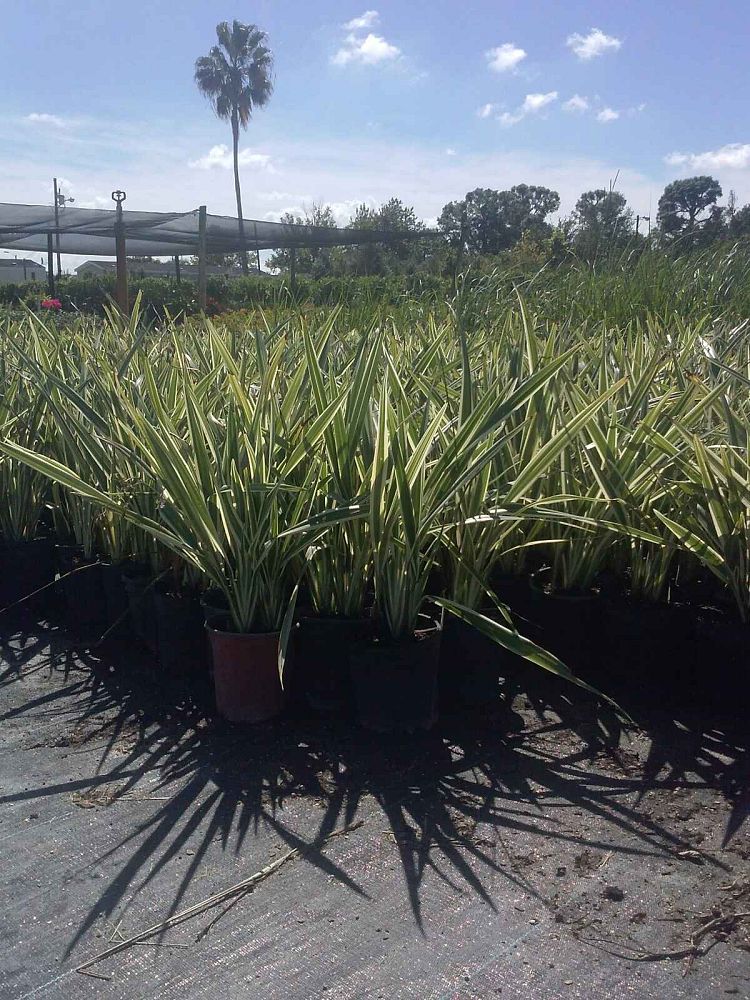 dianella-tasmanica-variegata-flax-lily-tasmanian-flax-lily