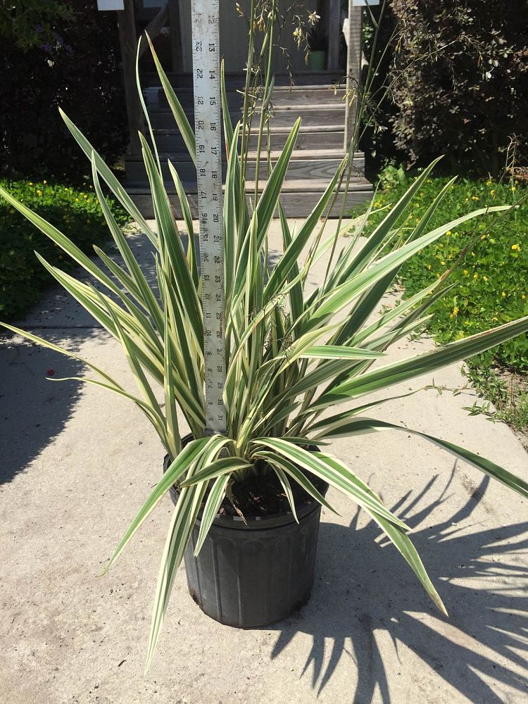 dianella-tasmanica-variegata-flax-lily-tasmanian-flax-lily