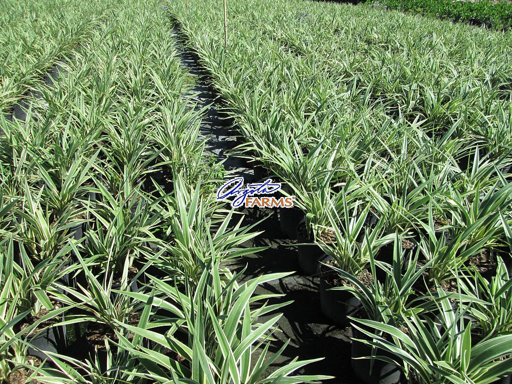 dianella-tasmanica-variegata-flax-lily-tasmanian-flax-lily