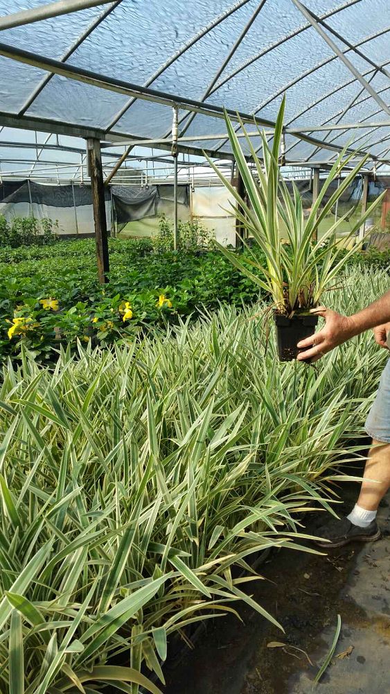 dianella-tasmanica-variegata-flax-lily-tasmanian-flax-lily