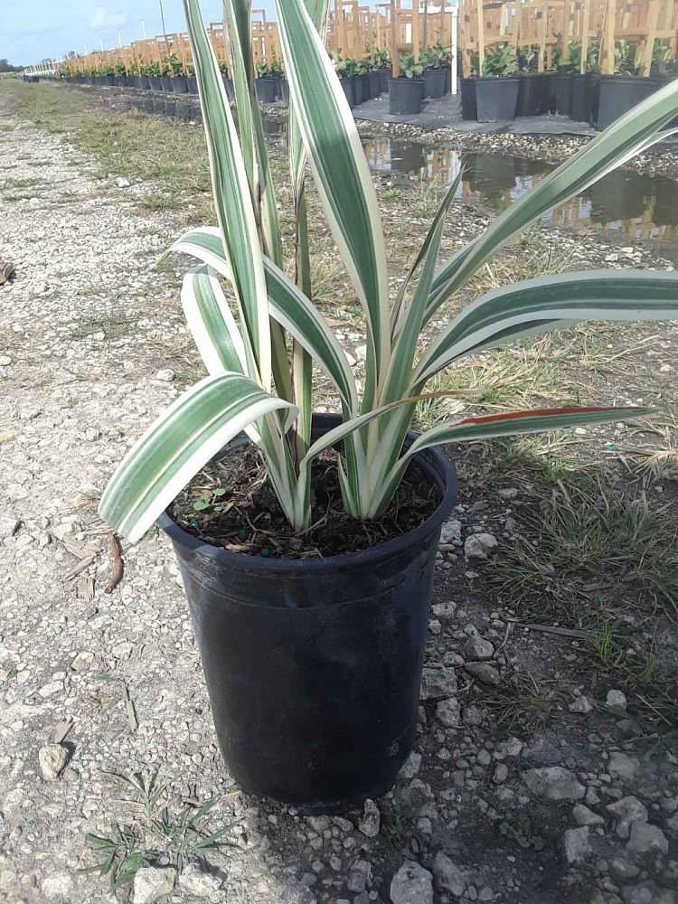 dianella-tasmanica-variegata-flax-lily-tasmanian-flax-lily